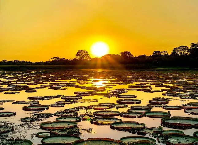Pantanal • Bonito • Bolívia
